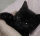чёрный котенок.jpg
